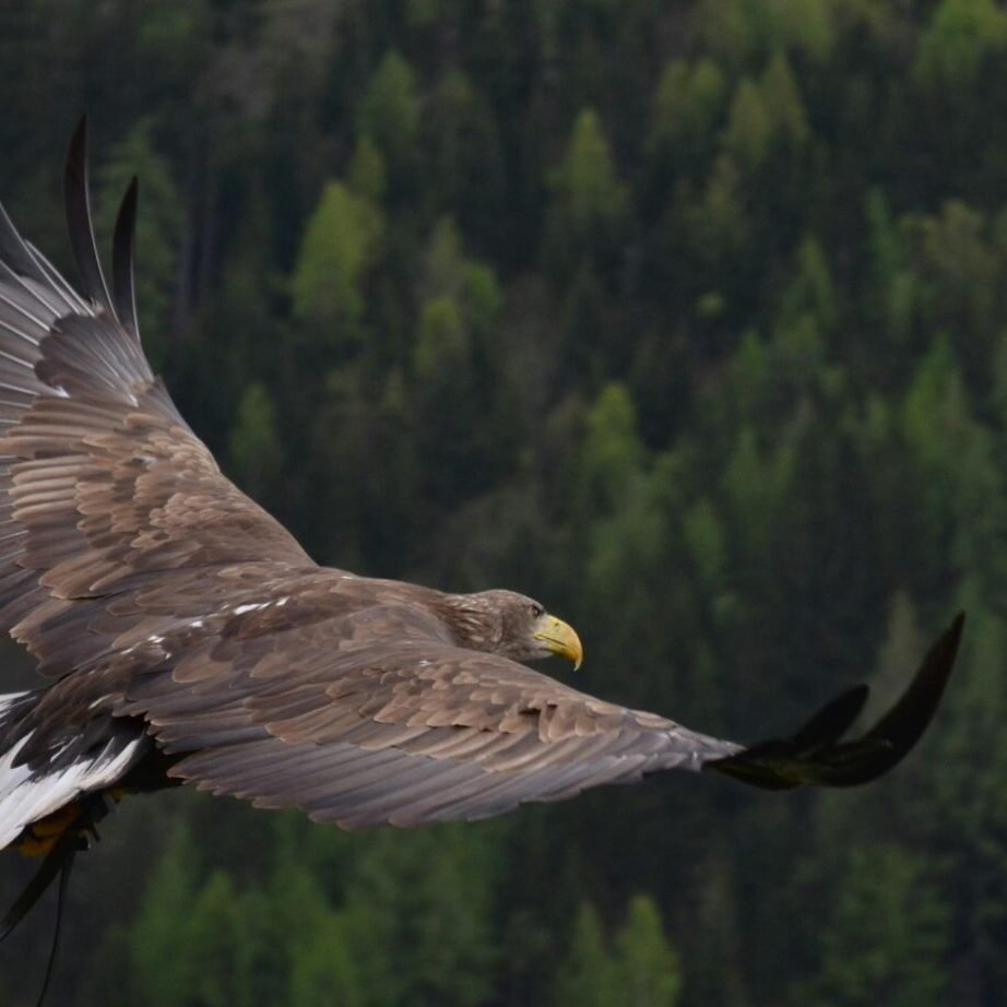 A powerful hawk in flight over a lush green forest, showcasing its impressive wingspan and natural beauty.