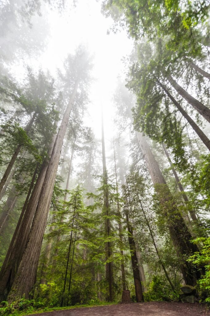 Tall redwood trees shrouded in mist, creating a serene and majestic forest landscape.