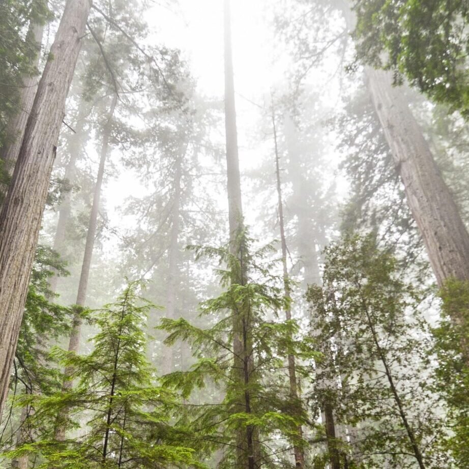 Tall redwood trees shrouded in mist, creating a serene and majestic forest landscape.