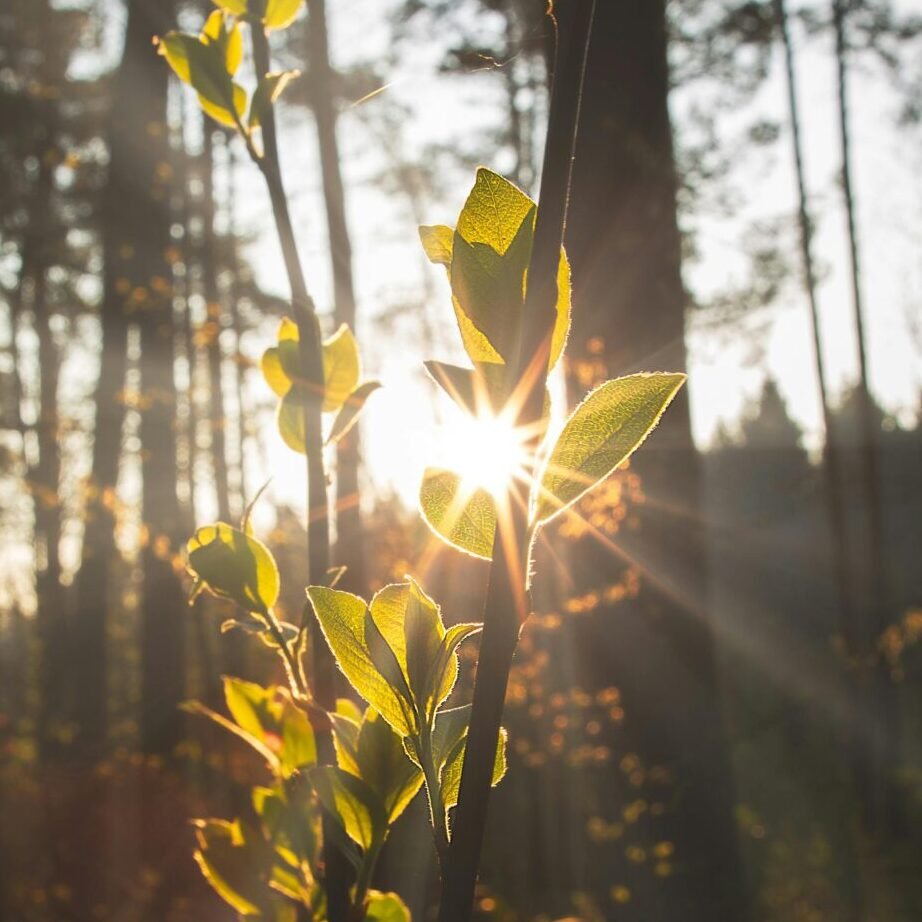 A serene forest scene with sun rays illuminating fresh green leaves.